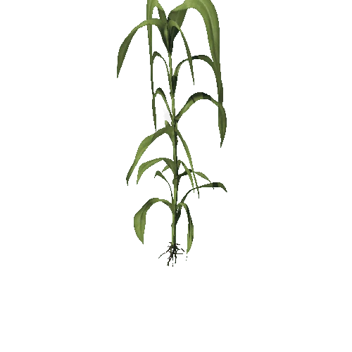 corn plant 1